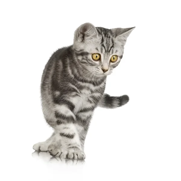 영국 shorthair 고양이 — 스톡 사진