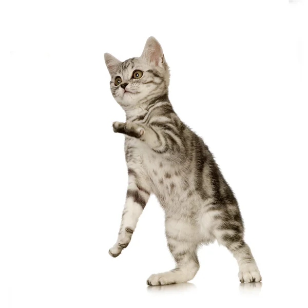 British Shorthair kitten — Stock Photo, Image