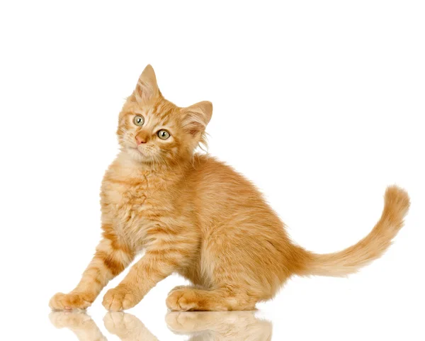 Τζίντζερ γάτα γατάκι — Φωτογραφία Αρχείου
