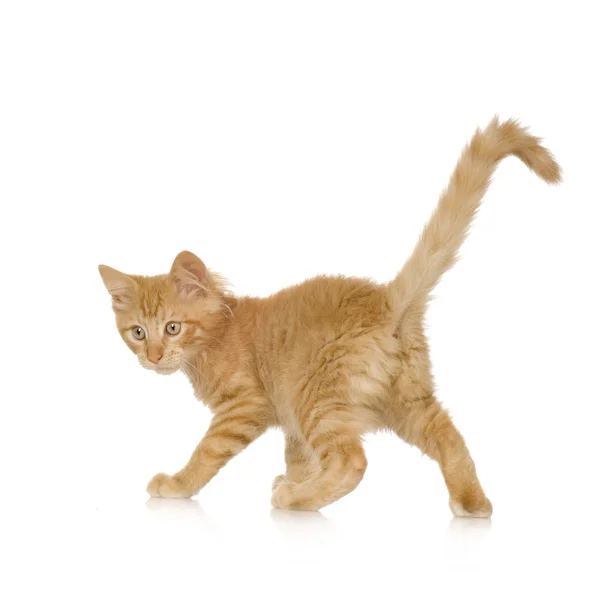 Zázvor cat kitten — Stock fotografie