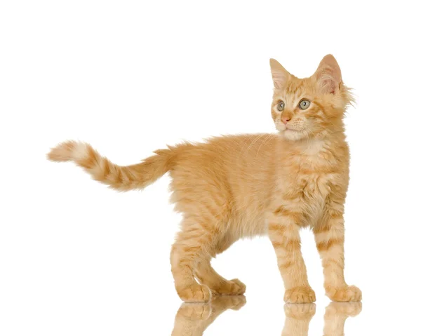 Ginger Cat cica — Stock Fotó