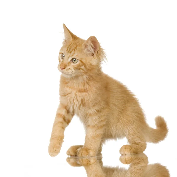 Ginger Gato gatito —  Fotos de Stock