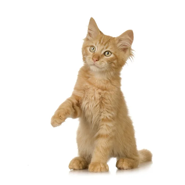 Gatinho Ginger Cat — Fotografia de Stock