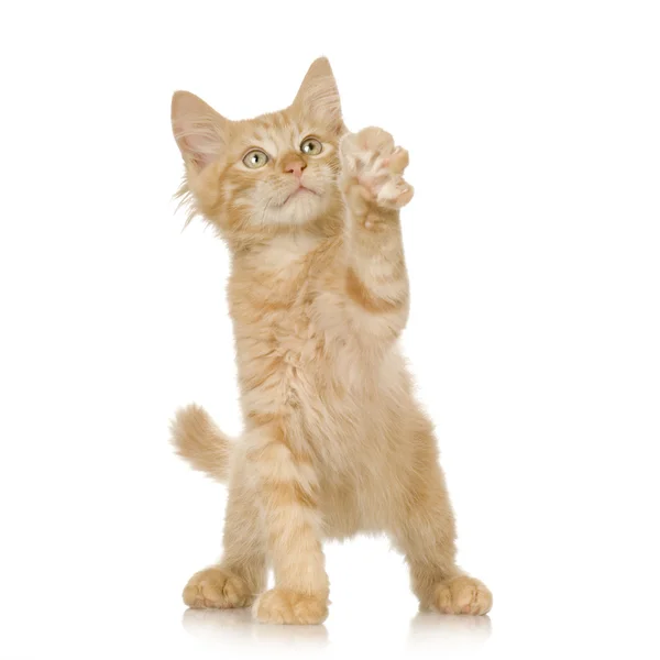 Imbir kot kotek — Zdjęcie stockowe