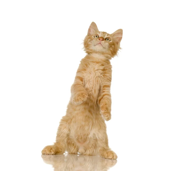 Ginger Gato gatito — Foto de Stock