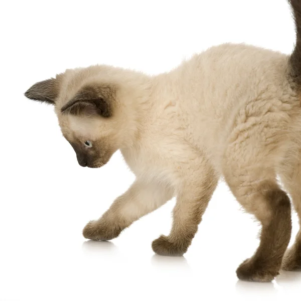 暹罗猫小猫 — 图库照片