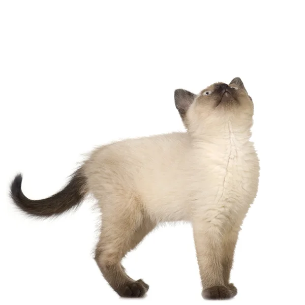 Siamese kitten — Stockfoto