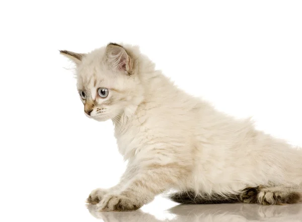 Blu-tabby-point Birman kitten — Stock Photo, Image