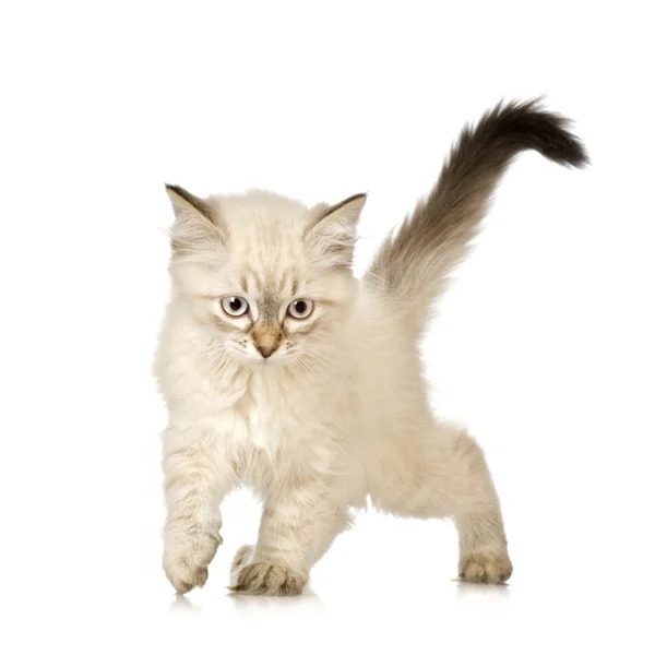 Blu-tekir-nokta birman yavru kedi — Stok fotoğraf