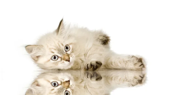 Blu-tekir-nokta birman yavru kedi — Stok fotoğraf