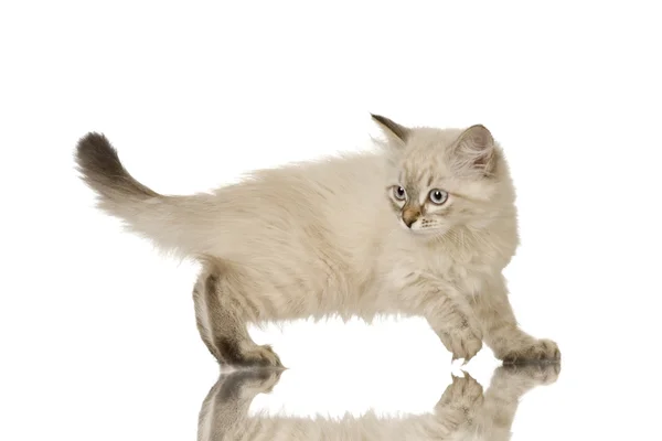 ブル虎猫ポイント バーマン子猫 — ストック写真