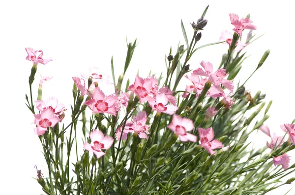 Pink Flowers — Stock Photo, Image