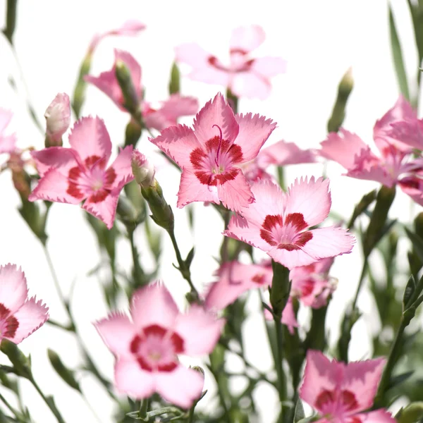 Pink Flowers — Stock Photo, Image