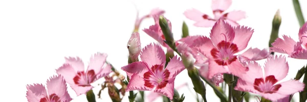 Pinkit kukat — kuvapankkivalokuva