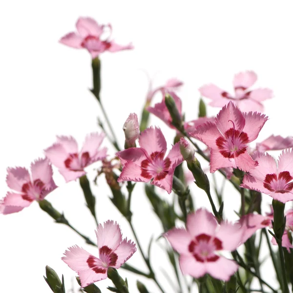 Fiori rosa — Foto Stock
