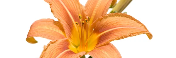 Tiger Lily — Stock Photo, Image