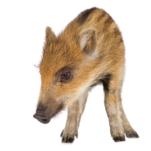 Young wild boar ( 7 weeks ) — 图库照片