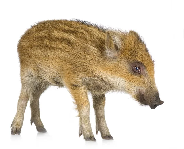 Young wild boar ( 7 weeks ) — Stok fotoğraf