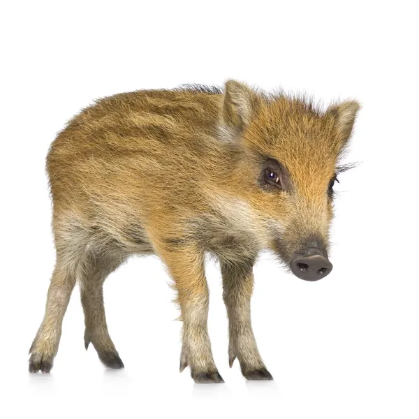 Young wild boar ( 7 weeks ) — Stock Photo, Image