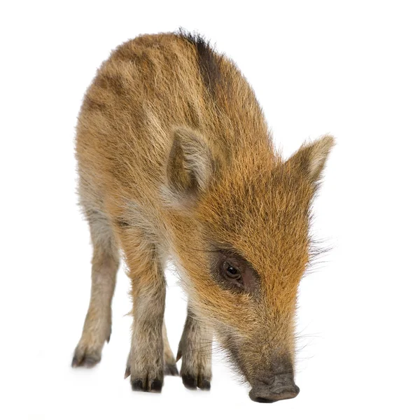 Junge Wildschweine (7 Wochen) ) — Stockfoto