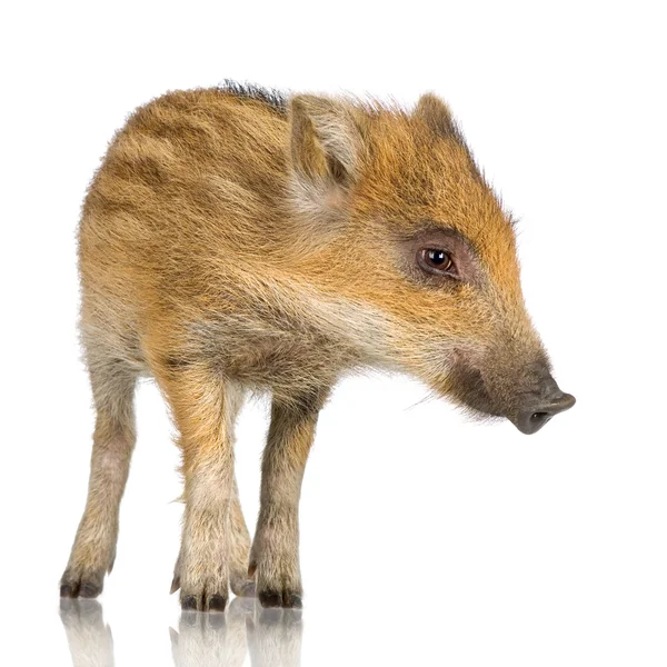 Young wild boar ( 7 weeks ) — Φωτογραφία Αρχείου