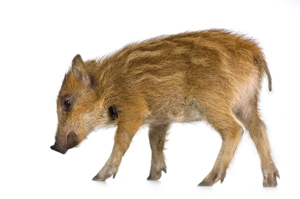 Young wild boar ( 7 weeks ) — Zdjęcie stockowe