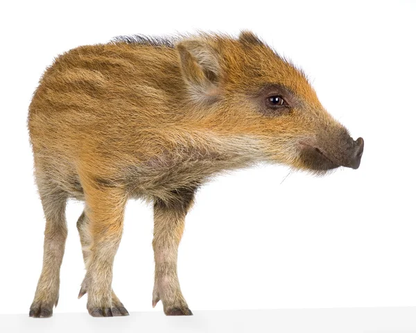 Young wild boar ( 7 weeks ) — Stock fotografie
