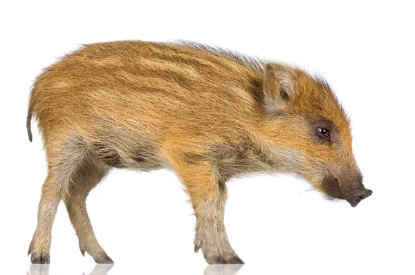 Young wild boar ( 7 weeks ) — ストック写真