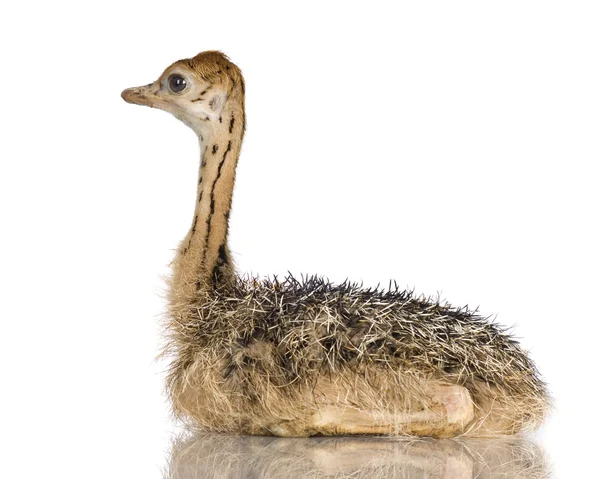 Struisvogel chick — Stockfoto
