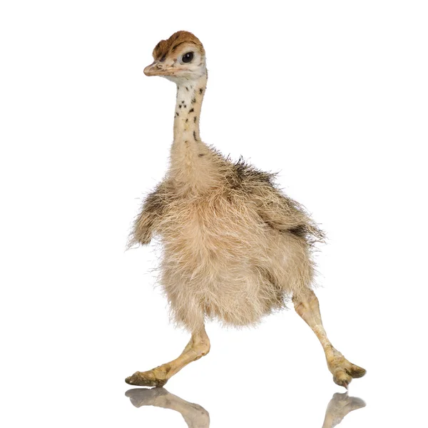 Struts chick — Stockfoto