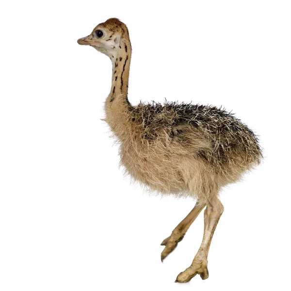 Pollito avestruz — Foto de Stock