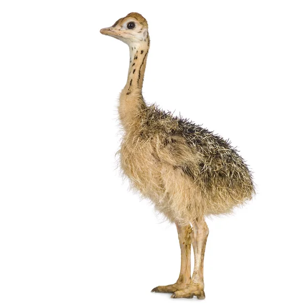 Ostrich Chick — Stock Photo, Image