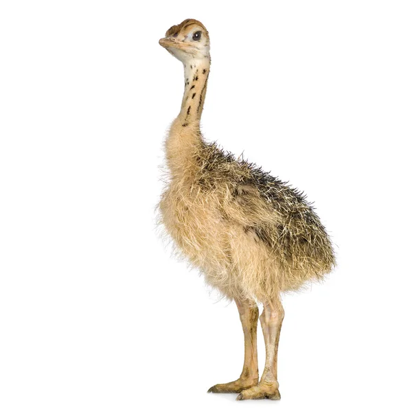Pollito avestruz — Foto de Stock