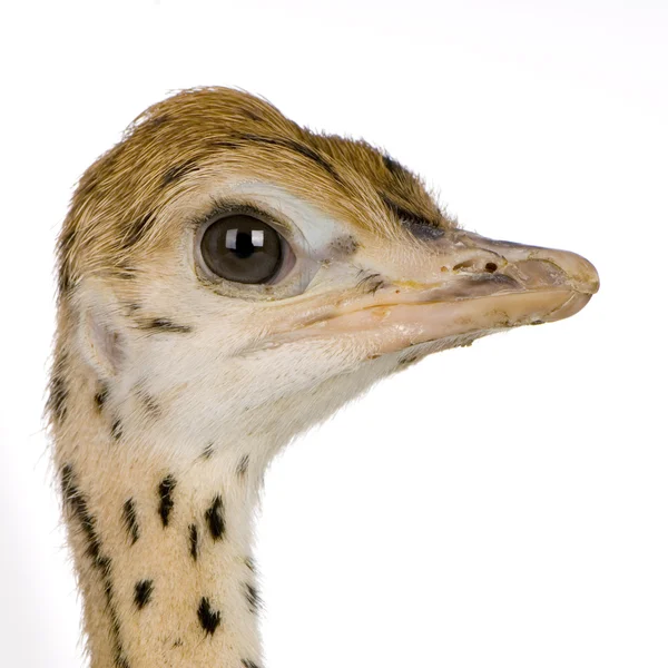 Pintainho de avestruz — Fotografia de Stock