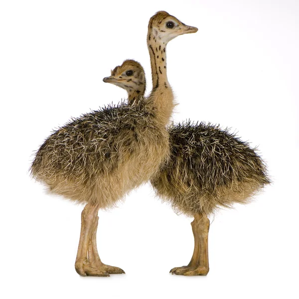 Pintainho de avestruz — Fotografia de Stock