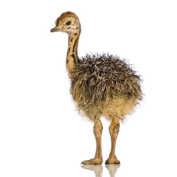 Pollito avestruz —  Fotos de Stock