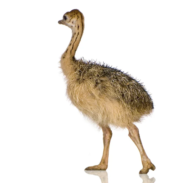 Struisvogel chick — Stockfoto