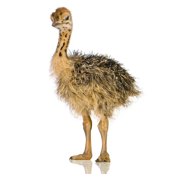 Pollito avestruz —  Fotos de Stock