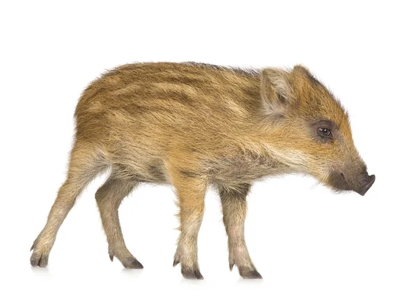 Young wild boar ( 7 weeks ) — Stockfoto
