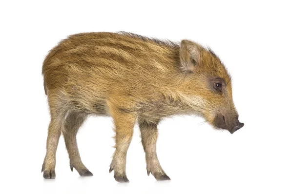 Young wild boar ( 7 weeks ) — Φωτογραφία Αρχείου
