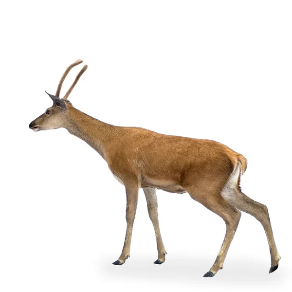 Deer — Stock Photo, Image