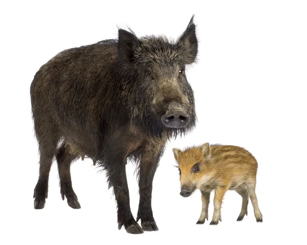 Wild boar and her young wild boar — Stock Photo, Image