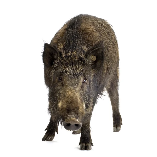 Wildschweine — Stockfoto