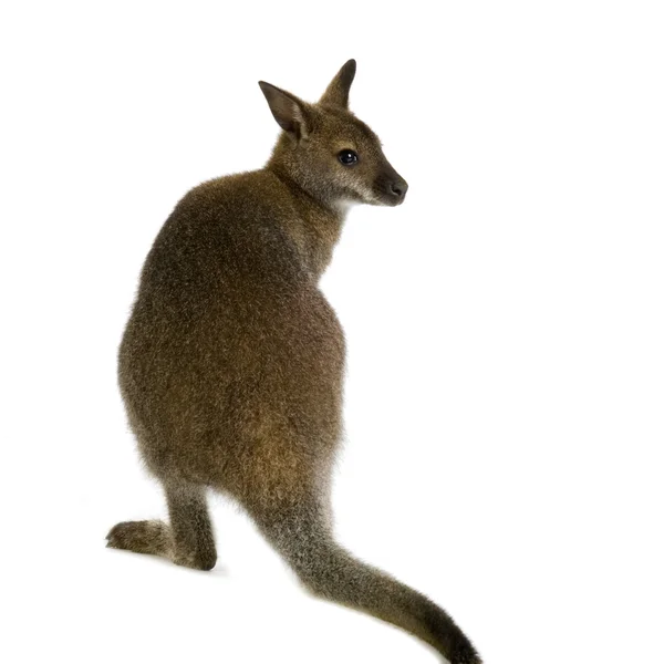Wallaby — Stock fotografie