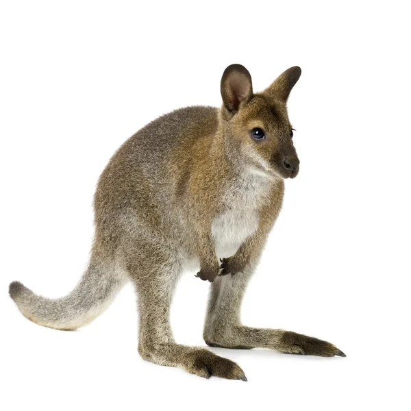 Wallaby — Stock fotografie