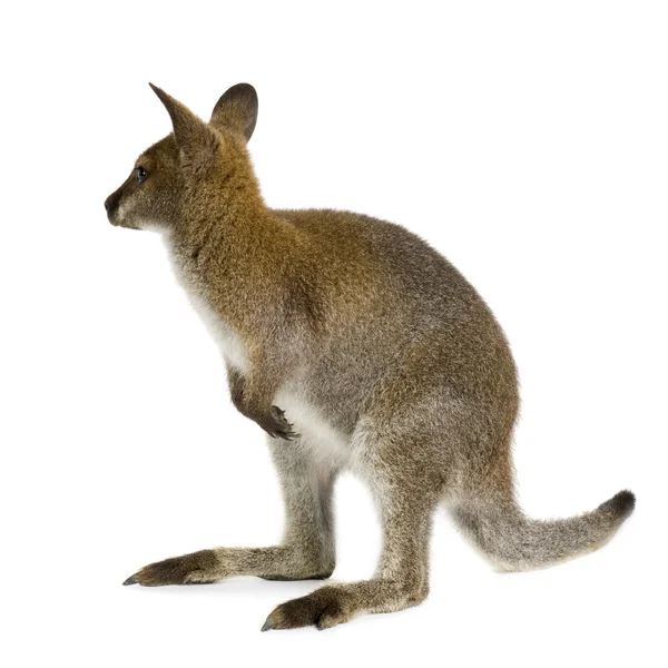 Wallaby — Stock Photo, Image