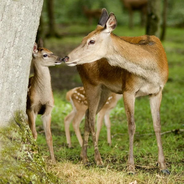Deer with her fawn — Stock Photo, Image