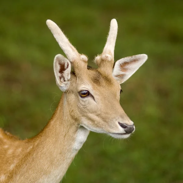 鹿 — ストック写真