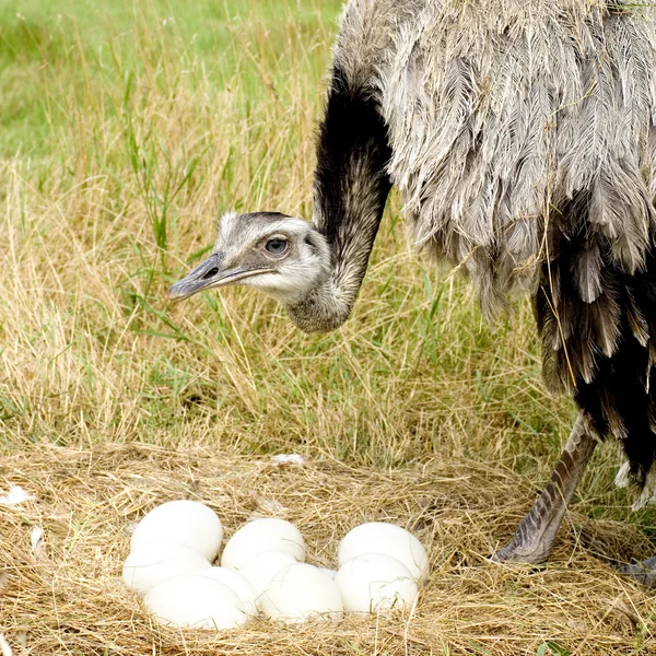 Struisvogel chick voor een witte achtergrond — Stockfoto