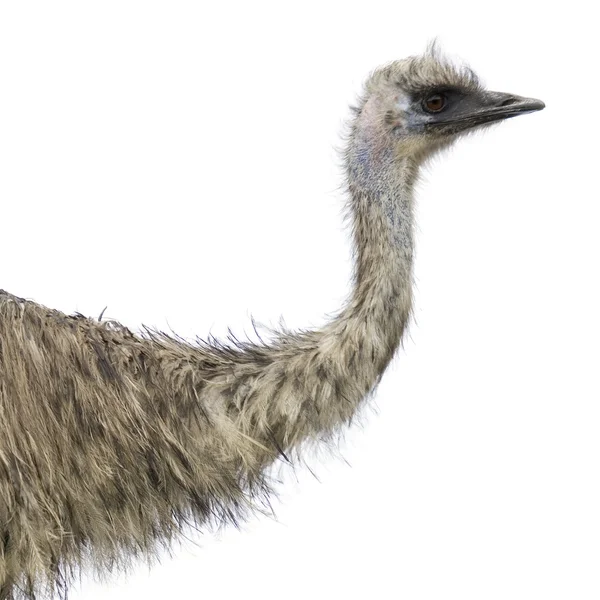 Emu na frente de um fundo branco — Fotografia de Stock